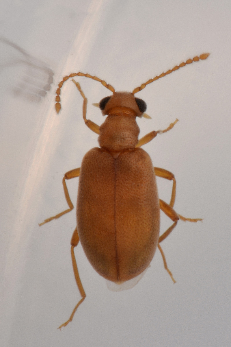 Aderidae:  Otolelus (aut Vanonus) pruinosus e Ototelus sp.